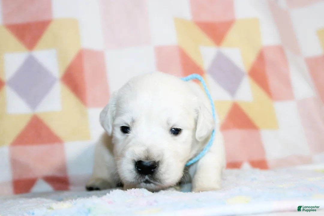 Golden Retriever dogs for sale: Charlie - Ad 2
