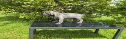 Cane Corso dogs for sale: Cane Corso Puppy 4 - Ad 3