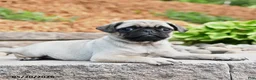Pug dogs for sale: Jane - Ad 3