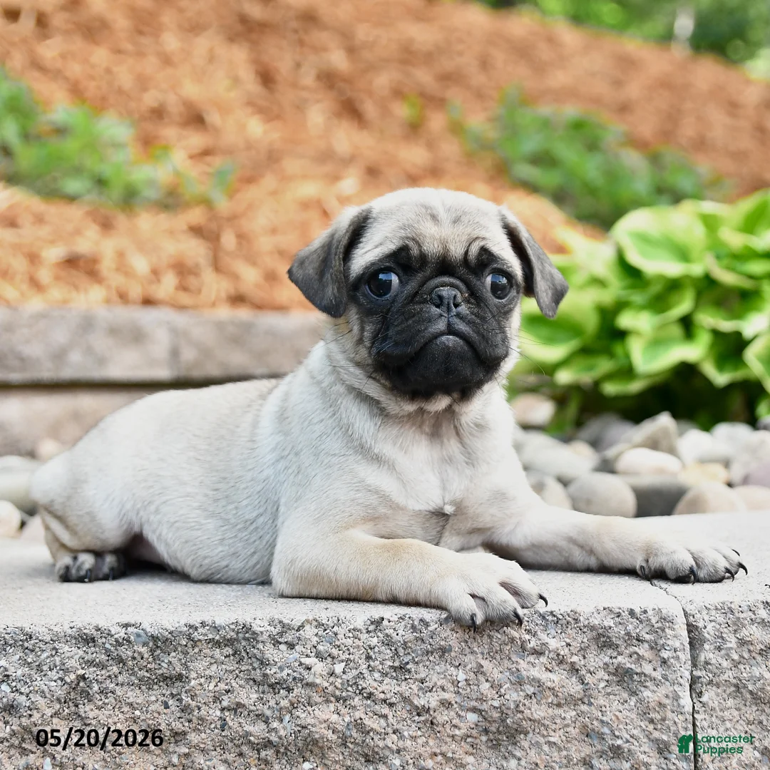 Pug dogs for sale: Jane - Ad 3
