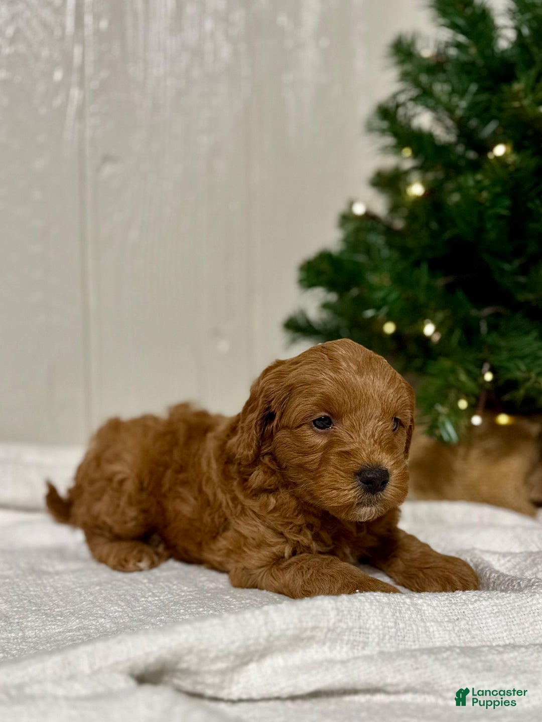 Mini Goldendoodle dogs for sale: Dasher - Ad 5