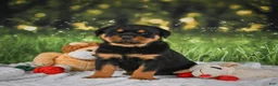 Rottweiler dogs for sale: Kai - Ad 14