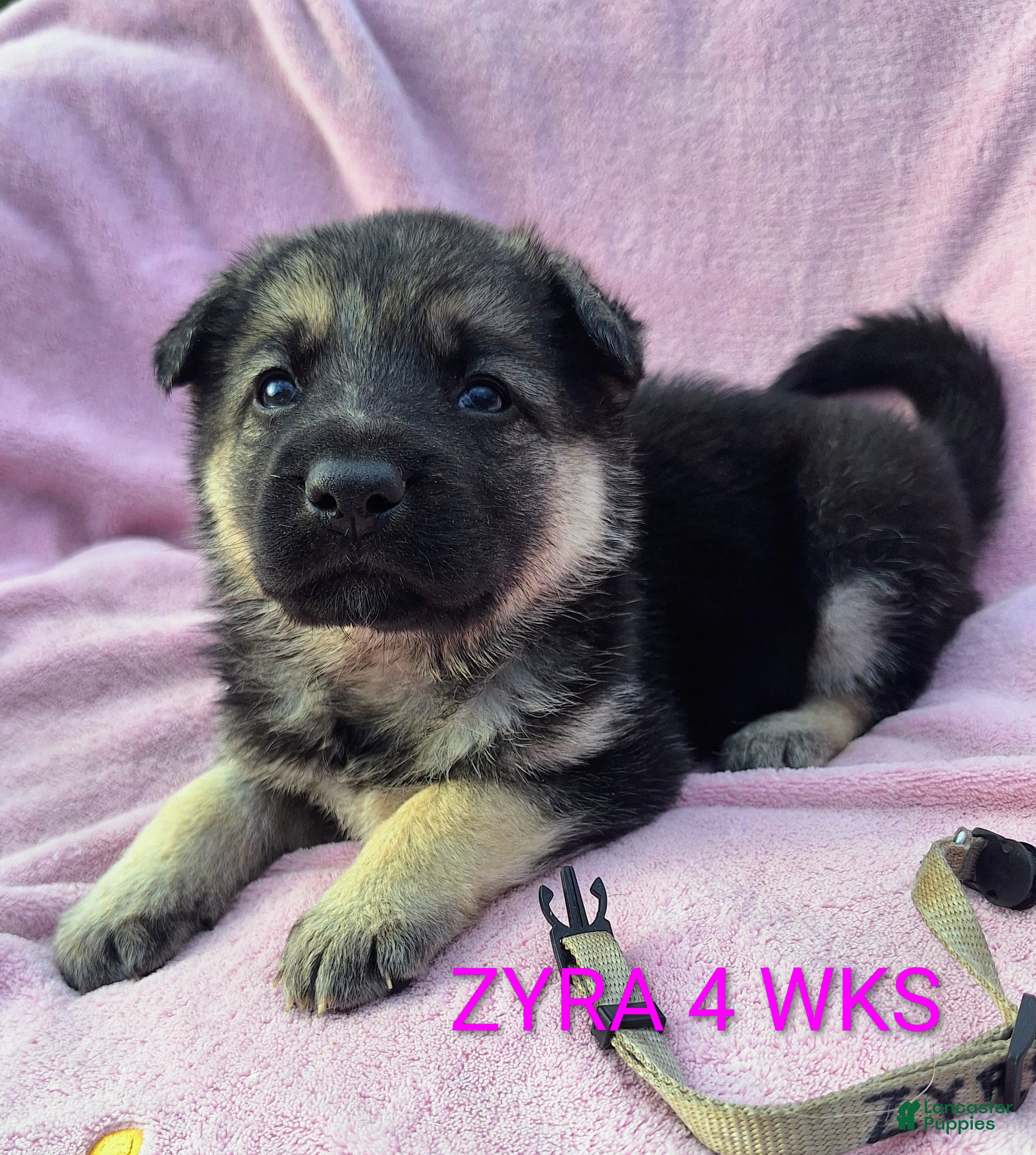 German Shepherd dogs Zyra - Ad 1