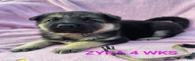 Zyra