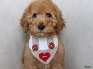 Goldendoodle dogs Grinch - Ad 36