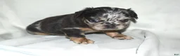French Bulldog dogs for sale: Fluffy Merle French Bulldog  - Ad 1