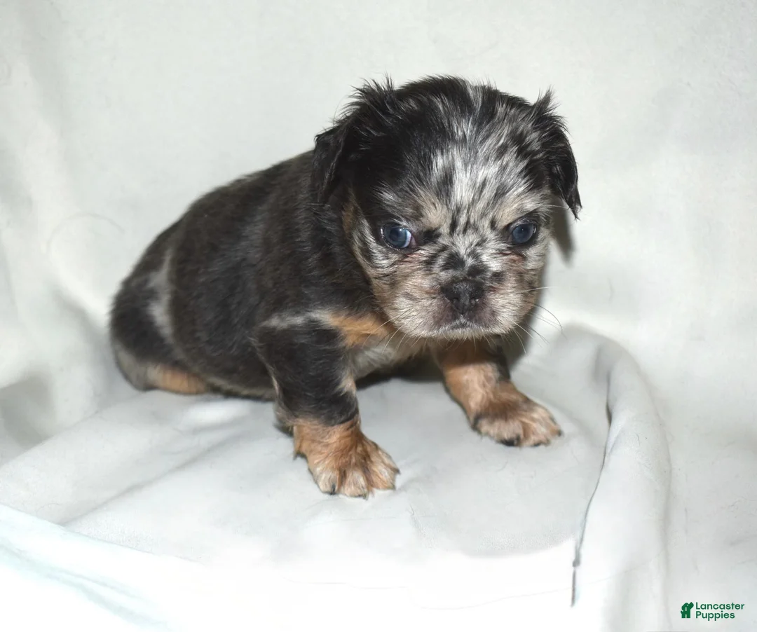 French Bulldog dogs for sale: Fluffy Merle French Bulldog  - Ad 1