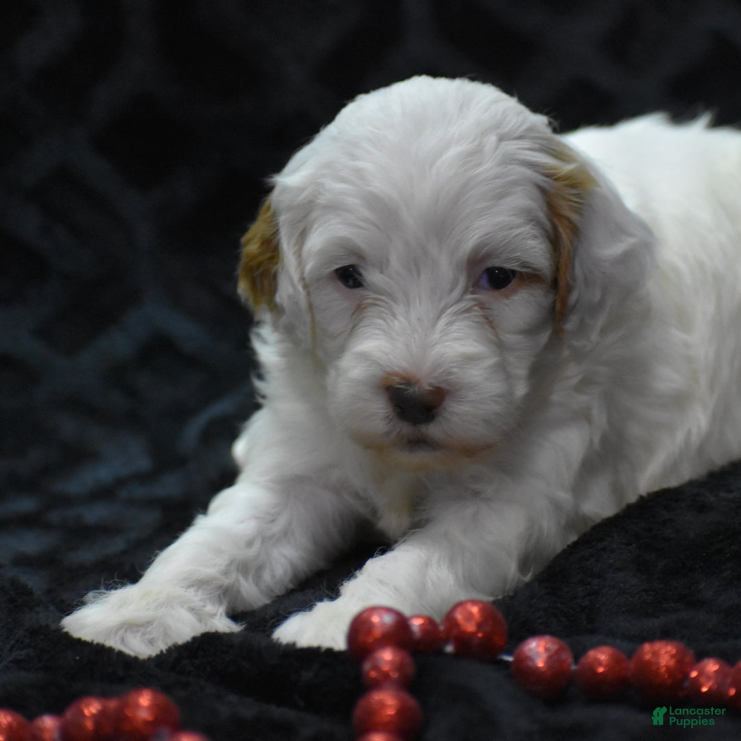 Mini Goldendoodle dogs for sale: Gaily - Ad 8