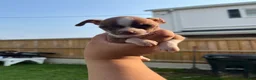 Chihuahua dogs for sale: Chihuahua 1 - Ad 3
