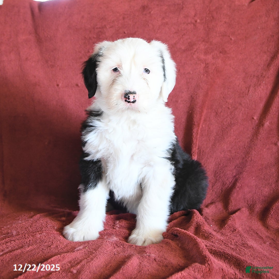 Old English Sheepdog dogs for sale: Molly - Ad 1