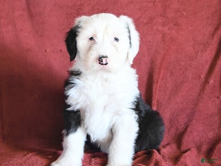 Old English Sheepdog dogs Molly - Ad 17