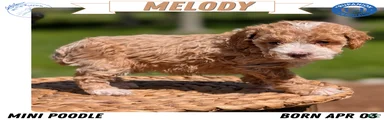 Melody