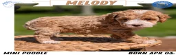 Miniature Poodle dogs for sale: Melody - Ad 1