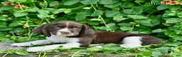 English Springer Spaniel dogs for sale: Sheldon  - Ad 5