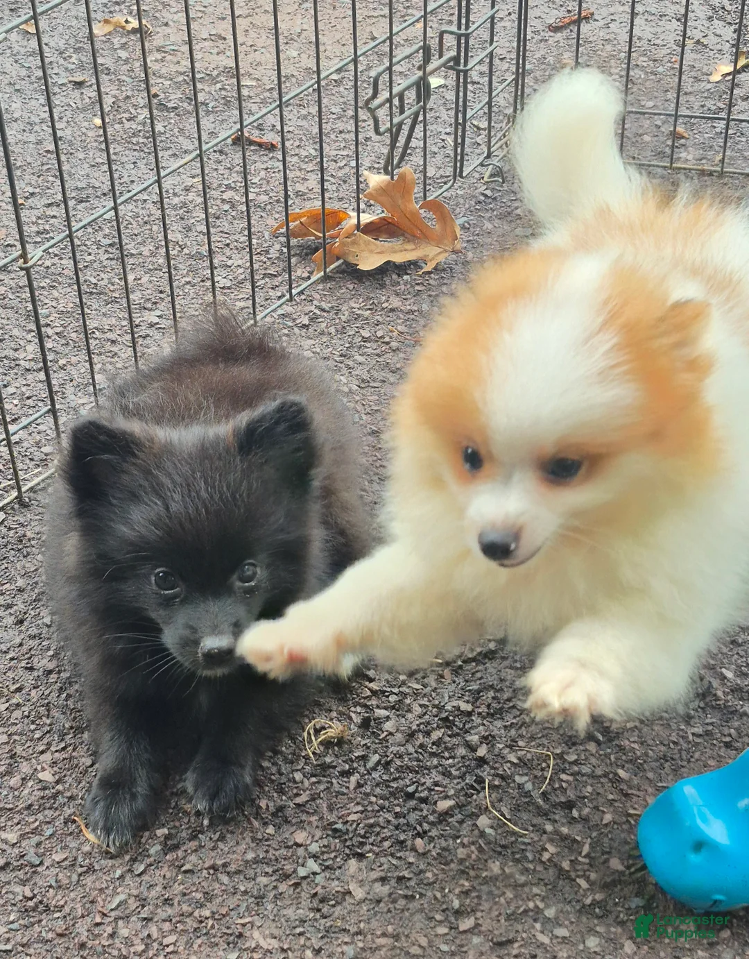 Pomeranian dogs for sale: Pomeranian 1 - Ad 1