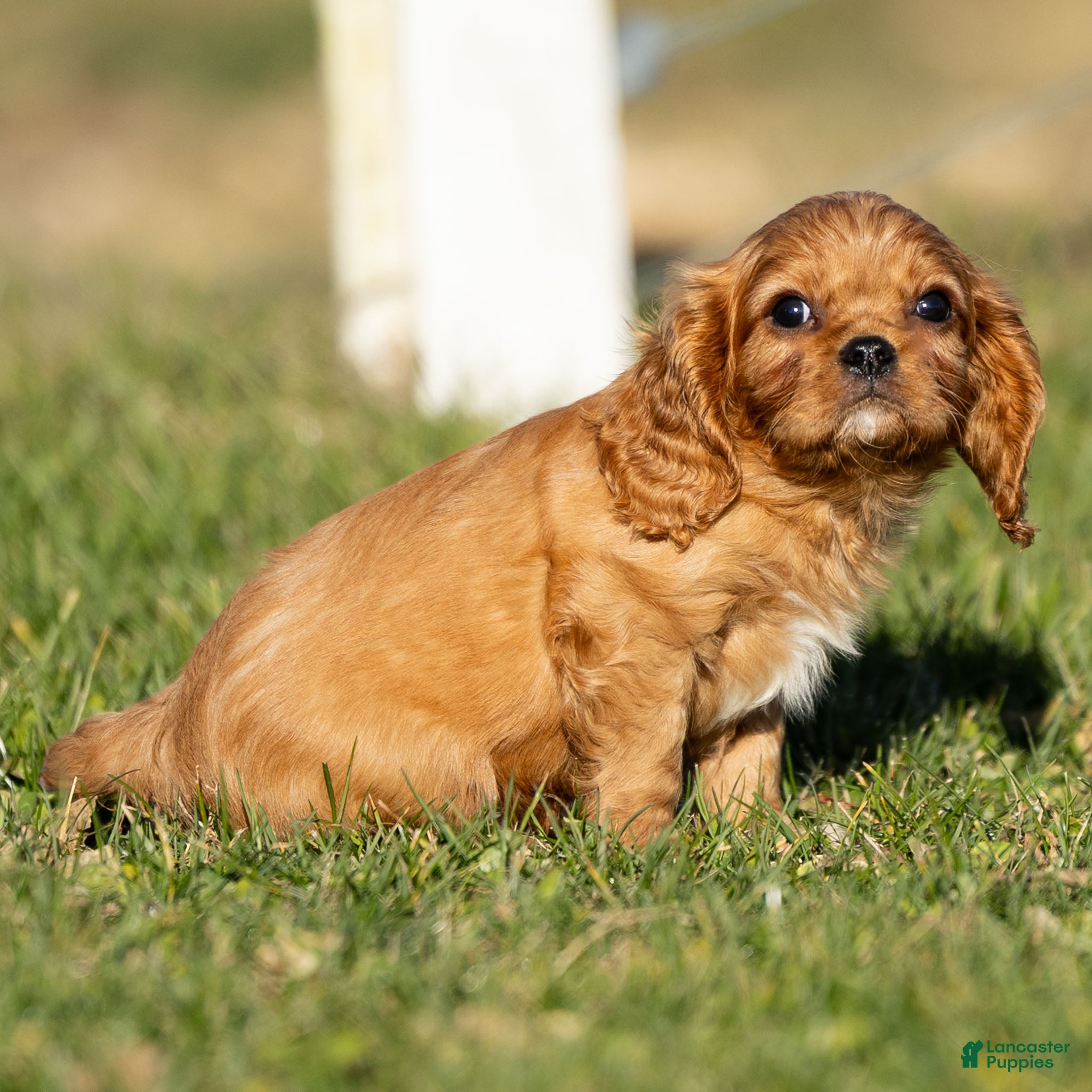 Cavalier King Charles Spaniel dogs Archer - Ad 2