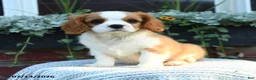 Cavalier King Charles Spaniel dogs for sale: Jaxon - Ad 1