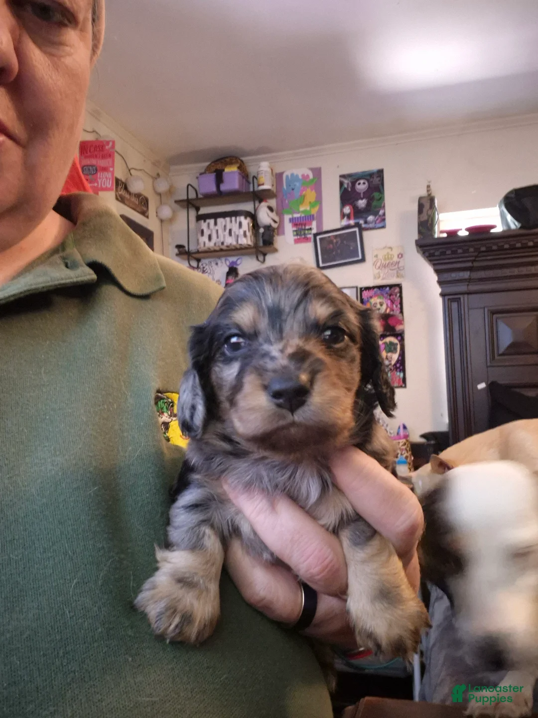 Miniature Dachshund dogs for sale: Silver dapple boy long haired  - Ad 2