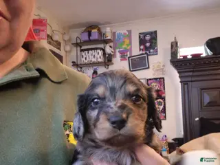 Miniature Dachshund dogs Silver dapple boy long haired - Ad 10