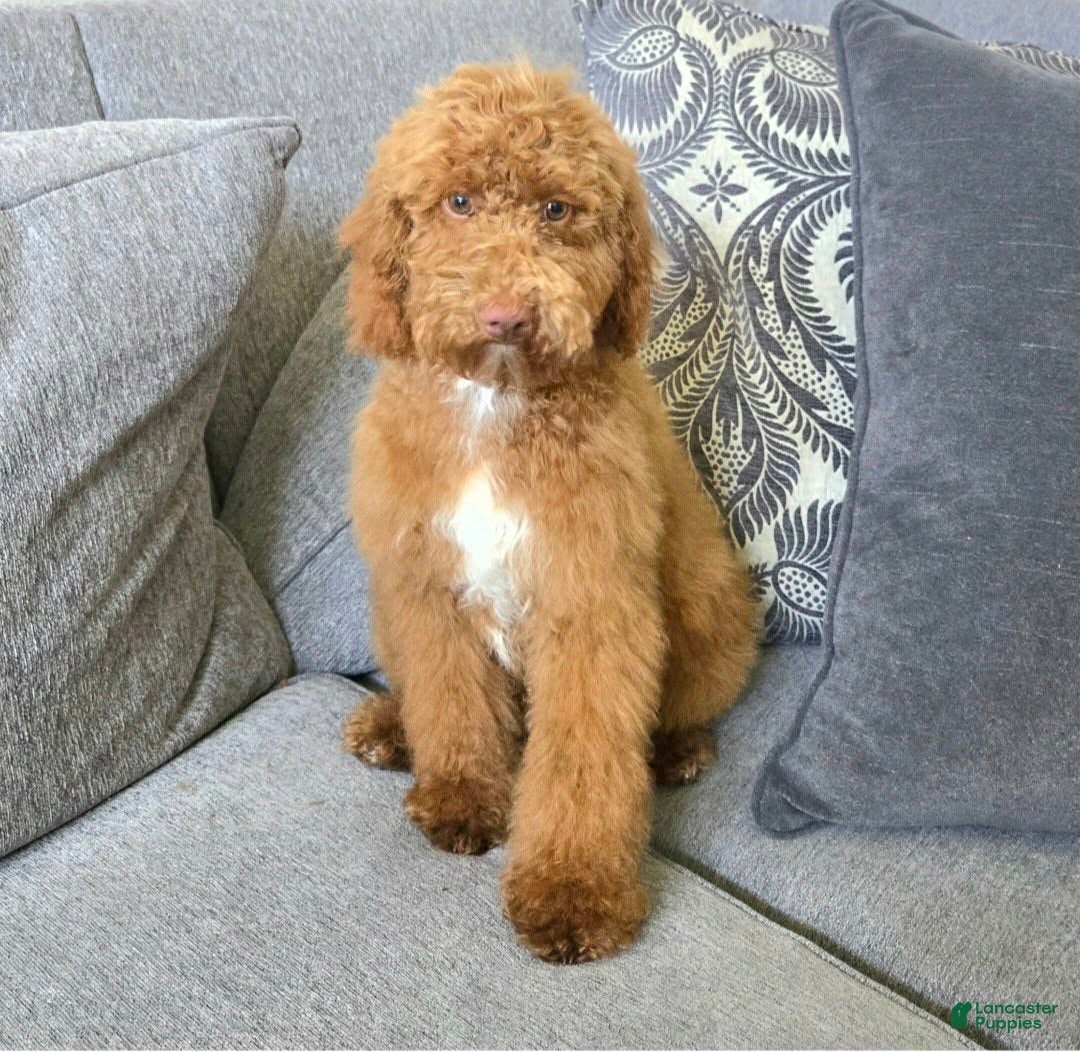 Goldendoodle dogs Piper - Ad 2