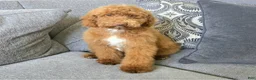 Goldendoodle dogs for sale: Piper - Ad 2