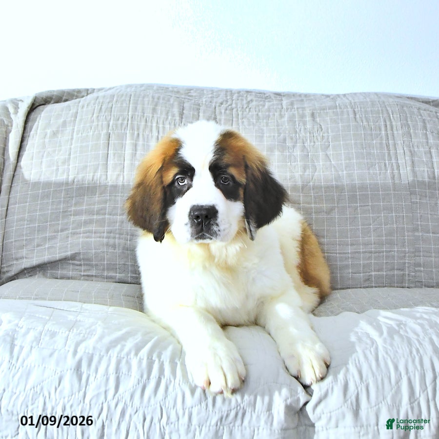 Saint Bernard dogs Noelle - Ad 4