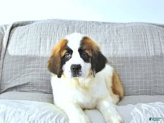 Saint Bernard dogs Noelle - Ad 4