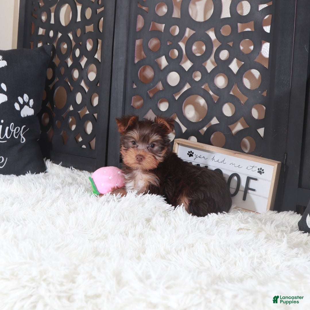 Yorkshire Terrier dogs for sale: Yorkshire Terrier Charlotte - Ad 3