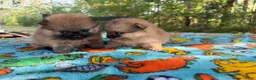 Pomeranian dogs for sale: Duke - Ad 18