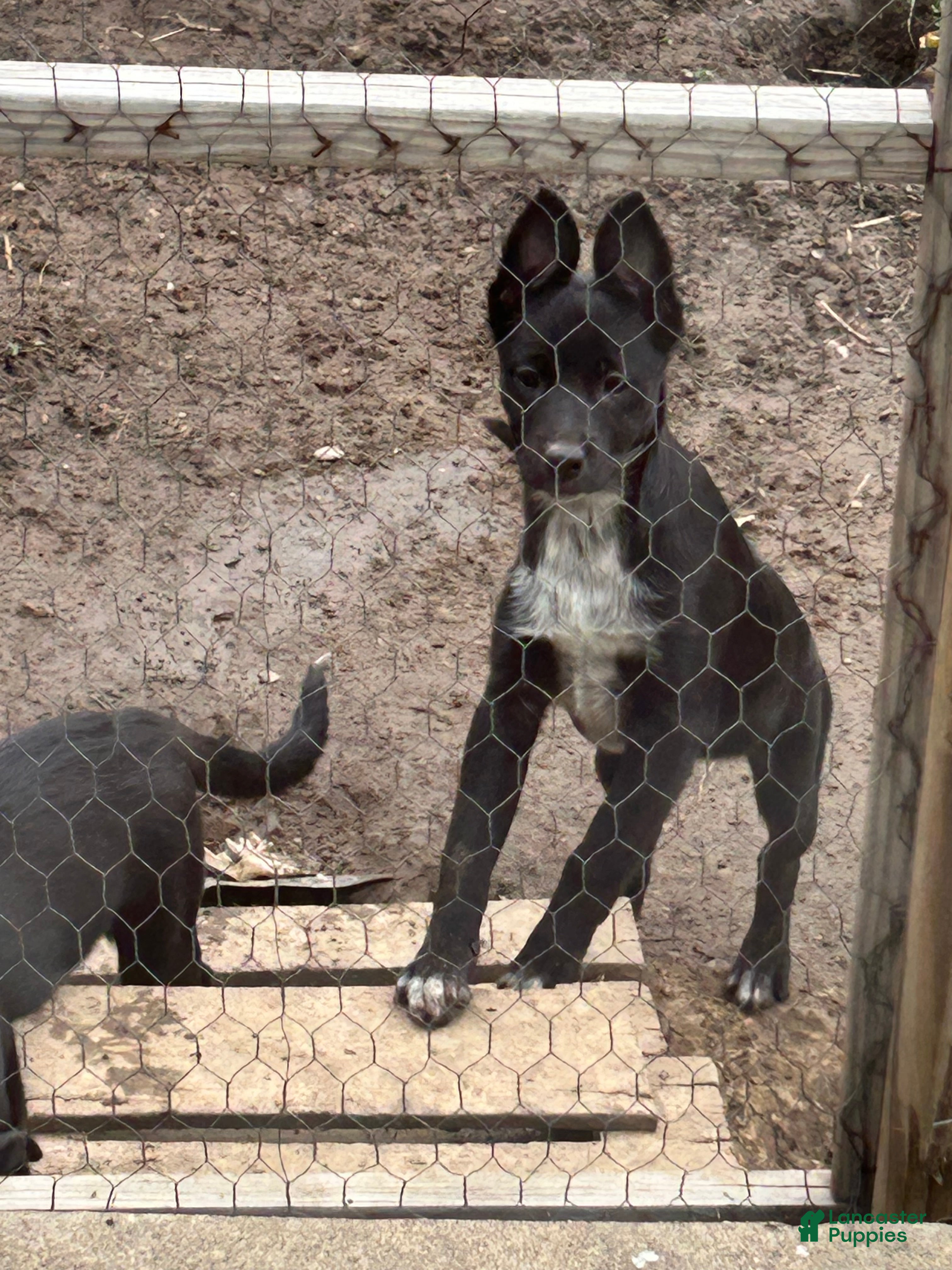 Mixed Breed dogs Mixed Breed Puppy 1 - Ad 31