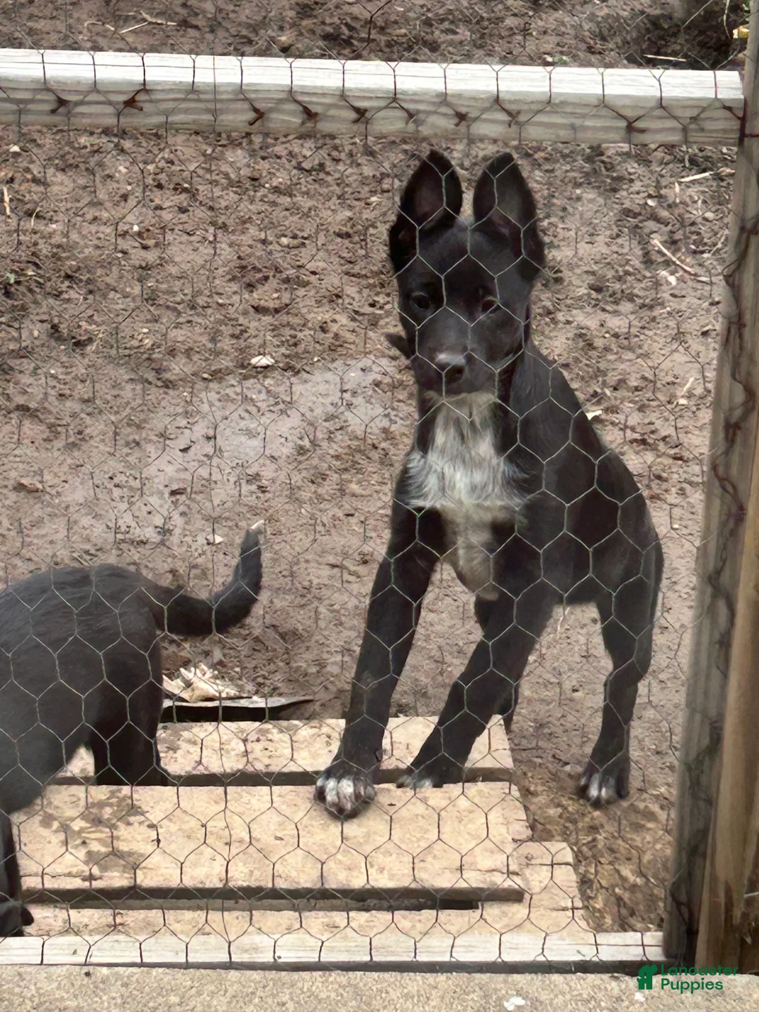 Mixed Breed dogs for sale: Mixed Breed Puppy 1 - Ad 1