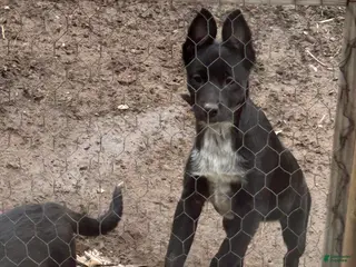 Mixed Breed dogs Mixed Breed Puppy 1 - Ad 31