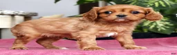 Cavalier King Charles Spaniel dogs for sale: Trevor - Ad 4