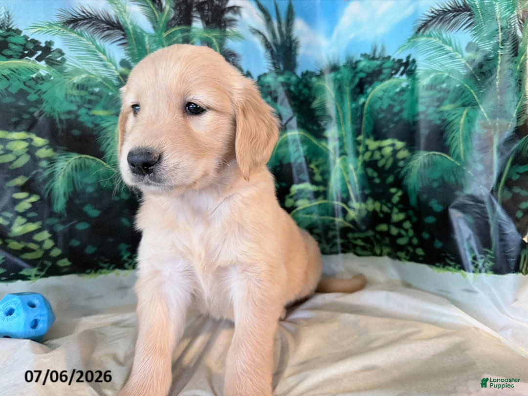 Golden Retriever dogs for sale: Cindy - Ad 2
