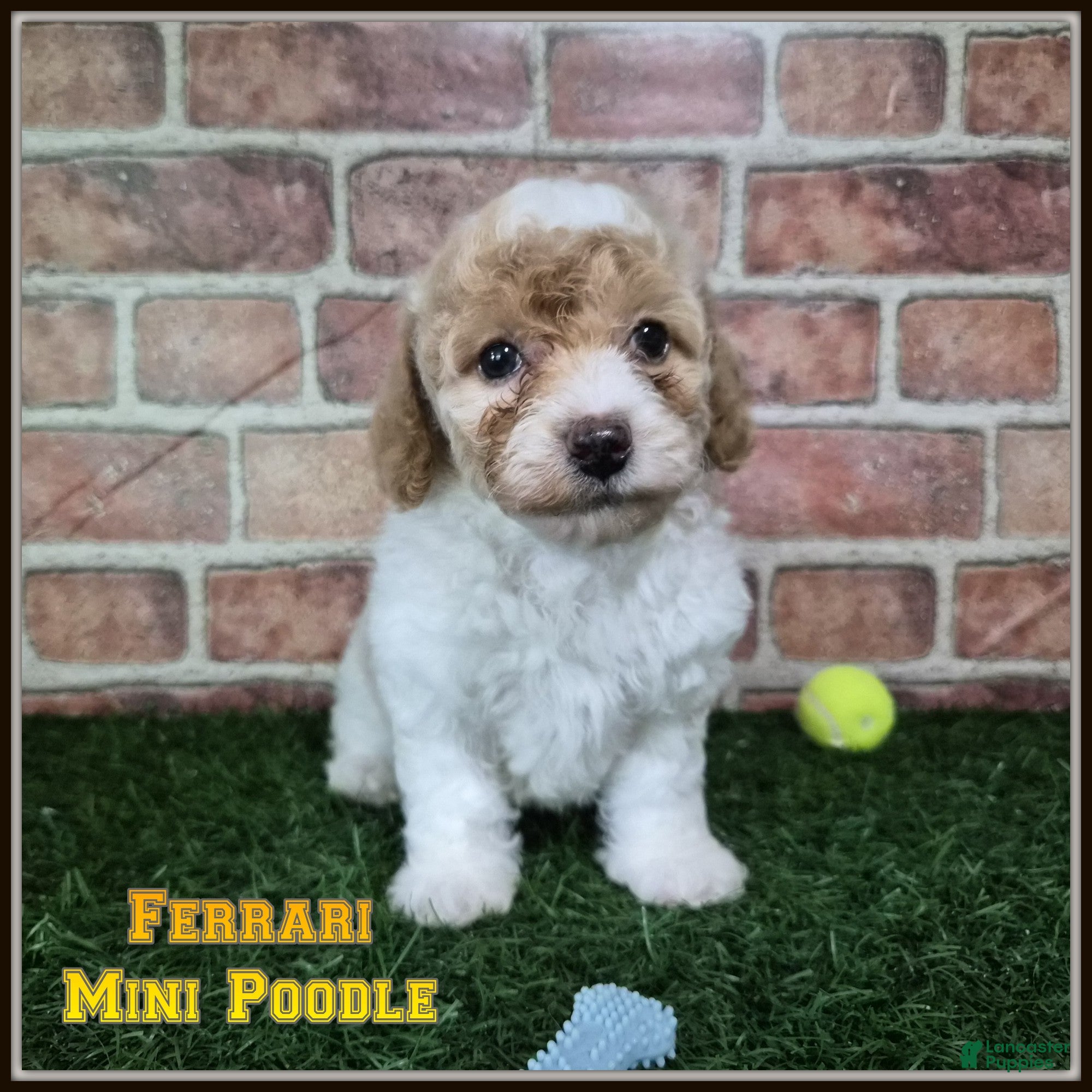 Miniature Poodle dogs Ferrari - Ad 1