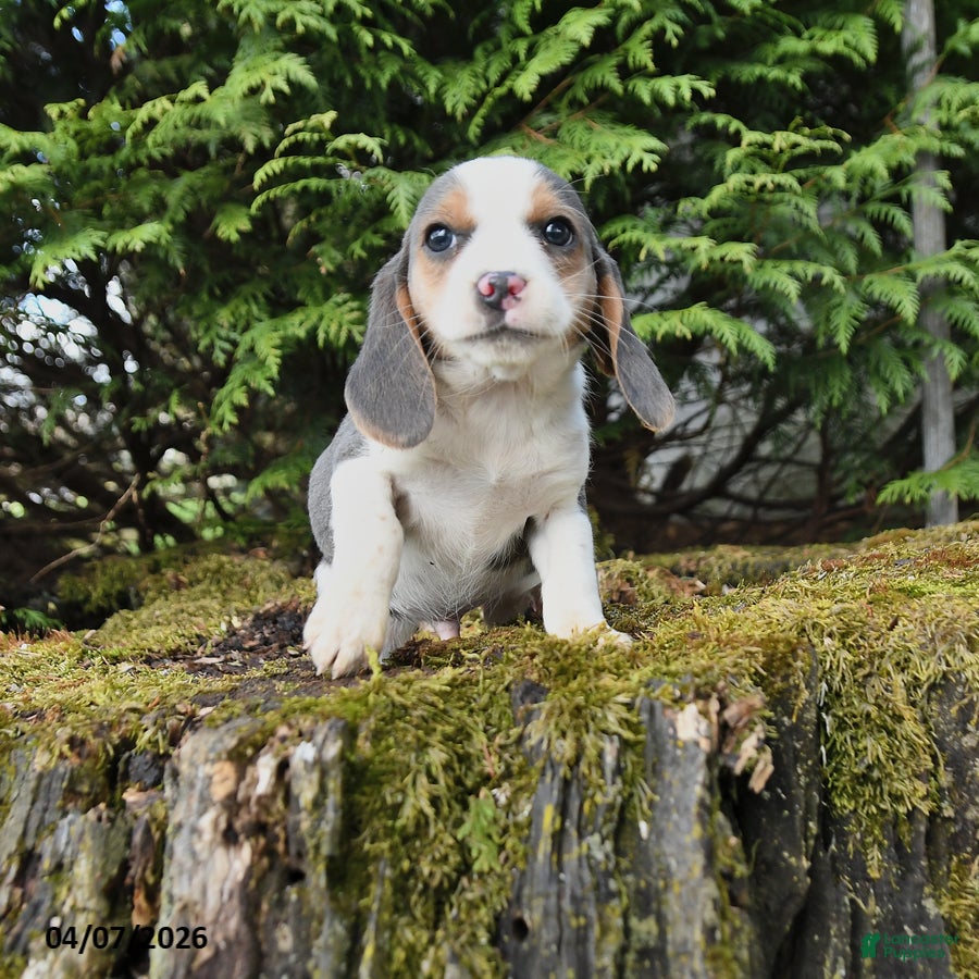 Beagle dogs Dash - Ad 1