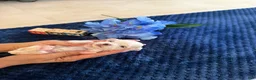 Maltese dogs for sale: Maltese Puppy 3 - Ad 4