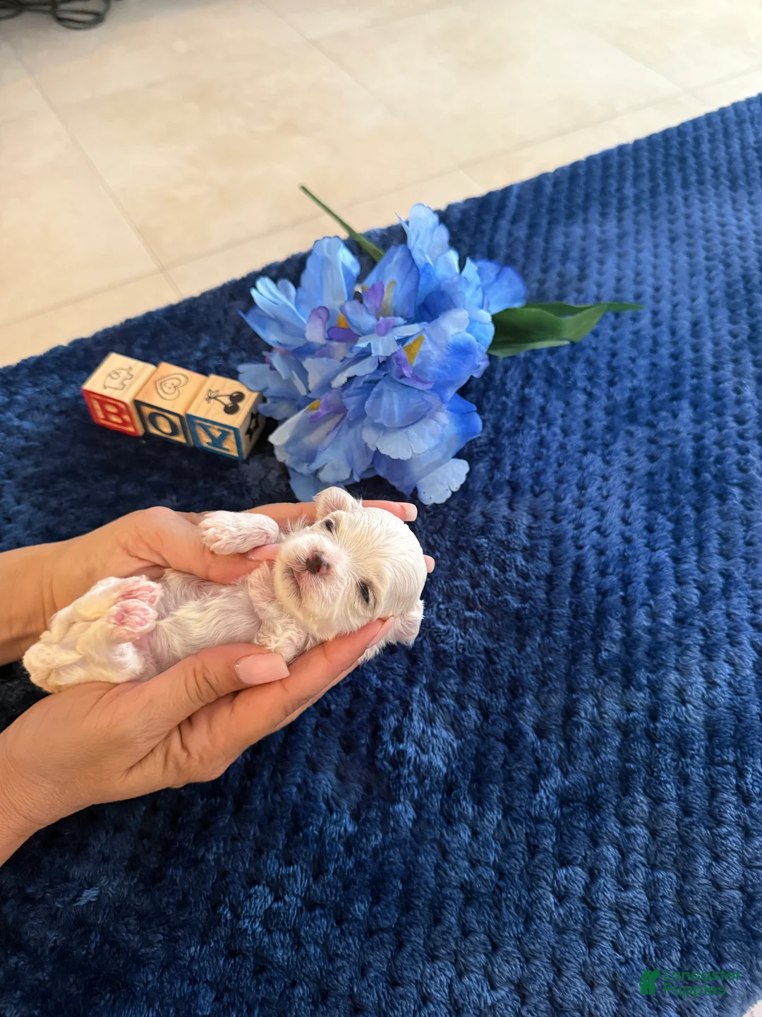 Maltese dogs for sale: Maltese Puppy 3 - Ad 4