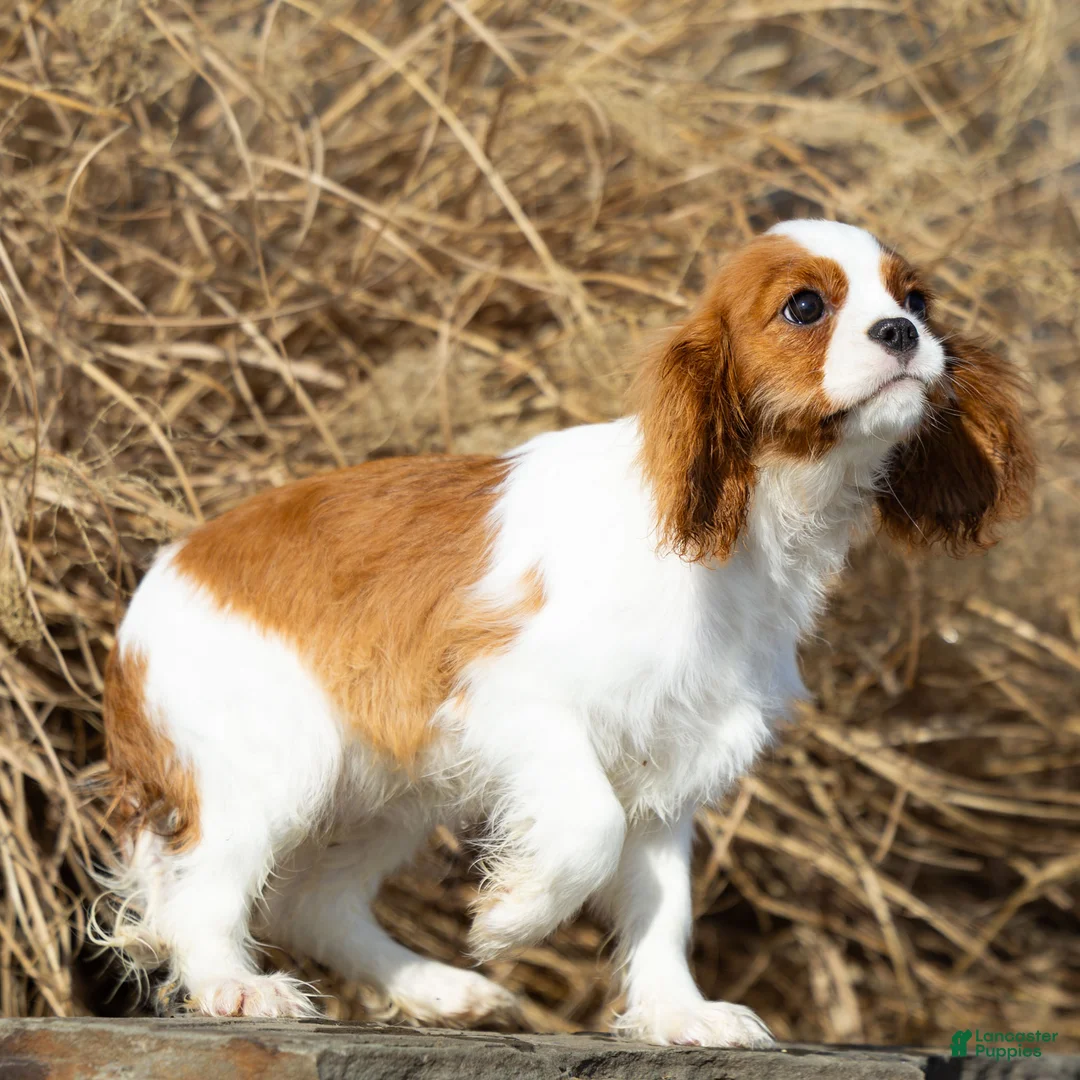 Cavalier King Charles Spaniel dogs for sale: Bailey - Ad 2