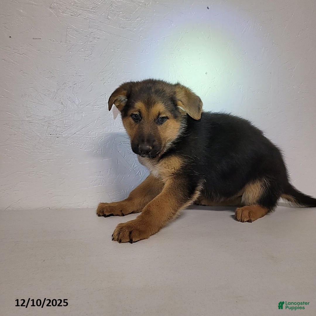 German Shepherd dogs for sale: Chloe - Ad 4