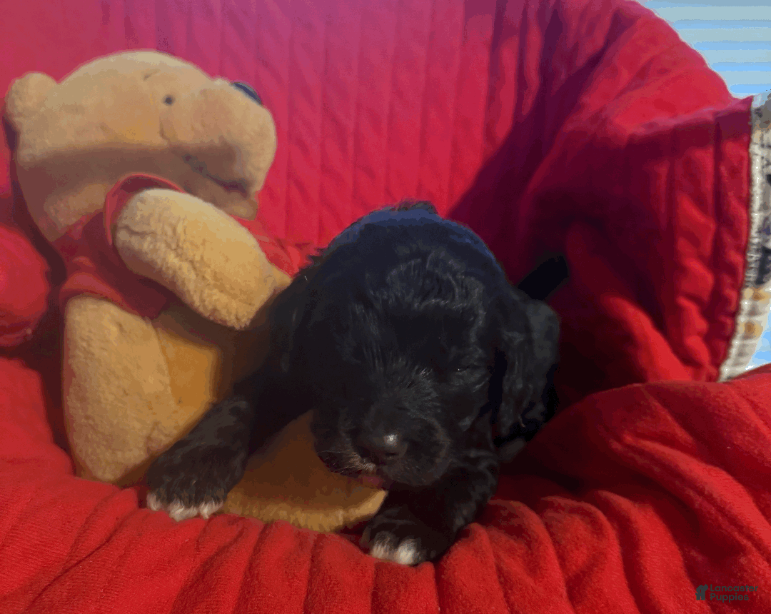 Goldendoodle dogs for sale: Light Blue - Ad 1