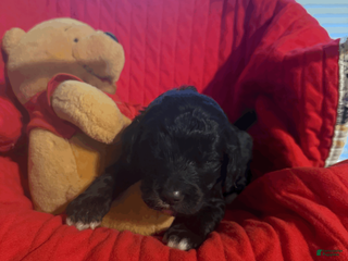 Goldendoodle dogs Light Blue - Ad 11