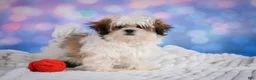 Malshi dogs for sale: Theo - Ad 6