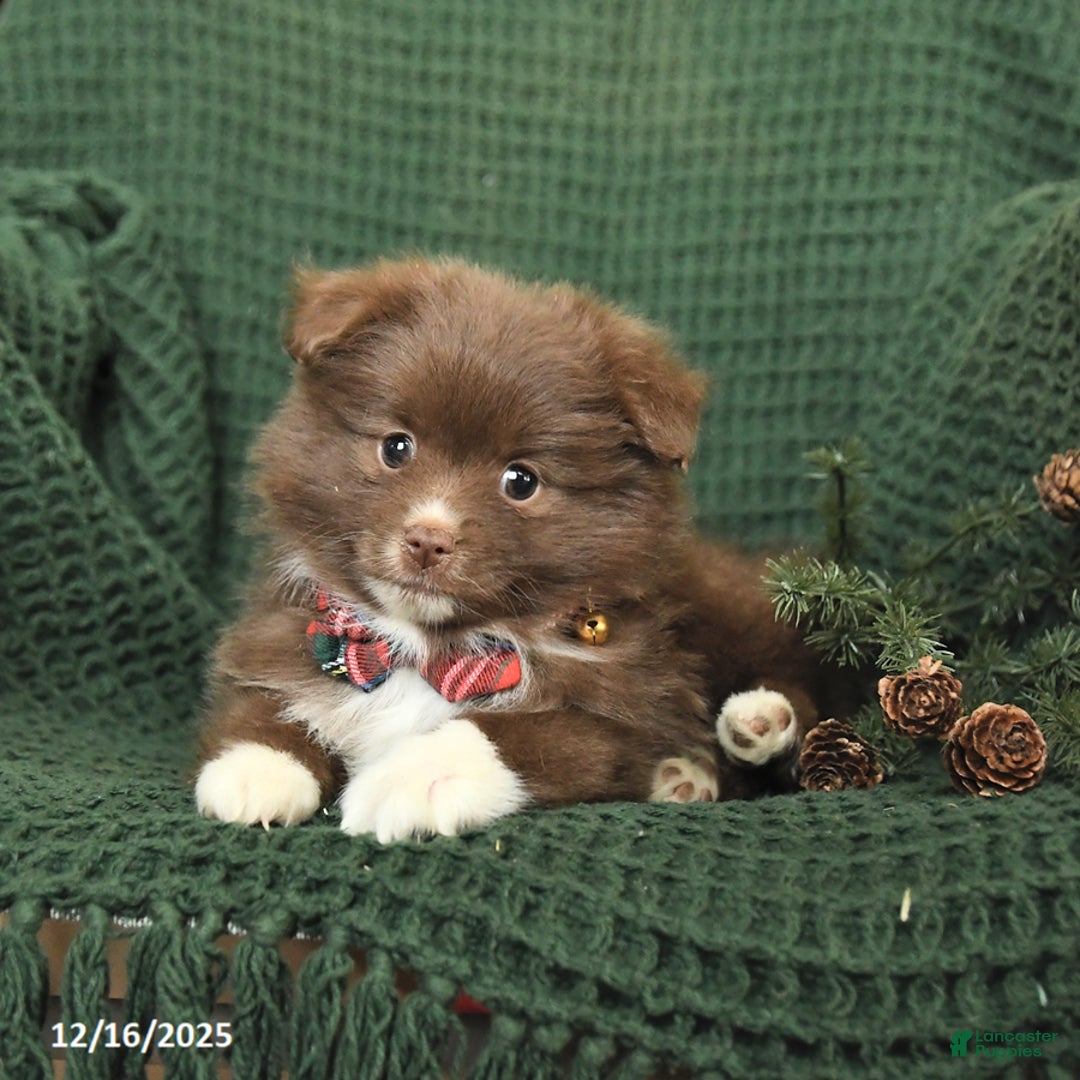 Pomeranian dogs for sale: Beulah - Ad 3