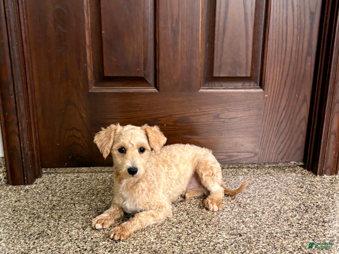 Maltipoo dogs for sale: Bennie - Ad 6