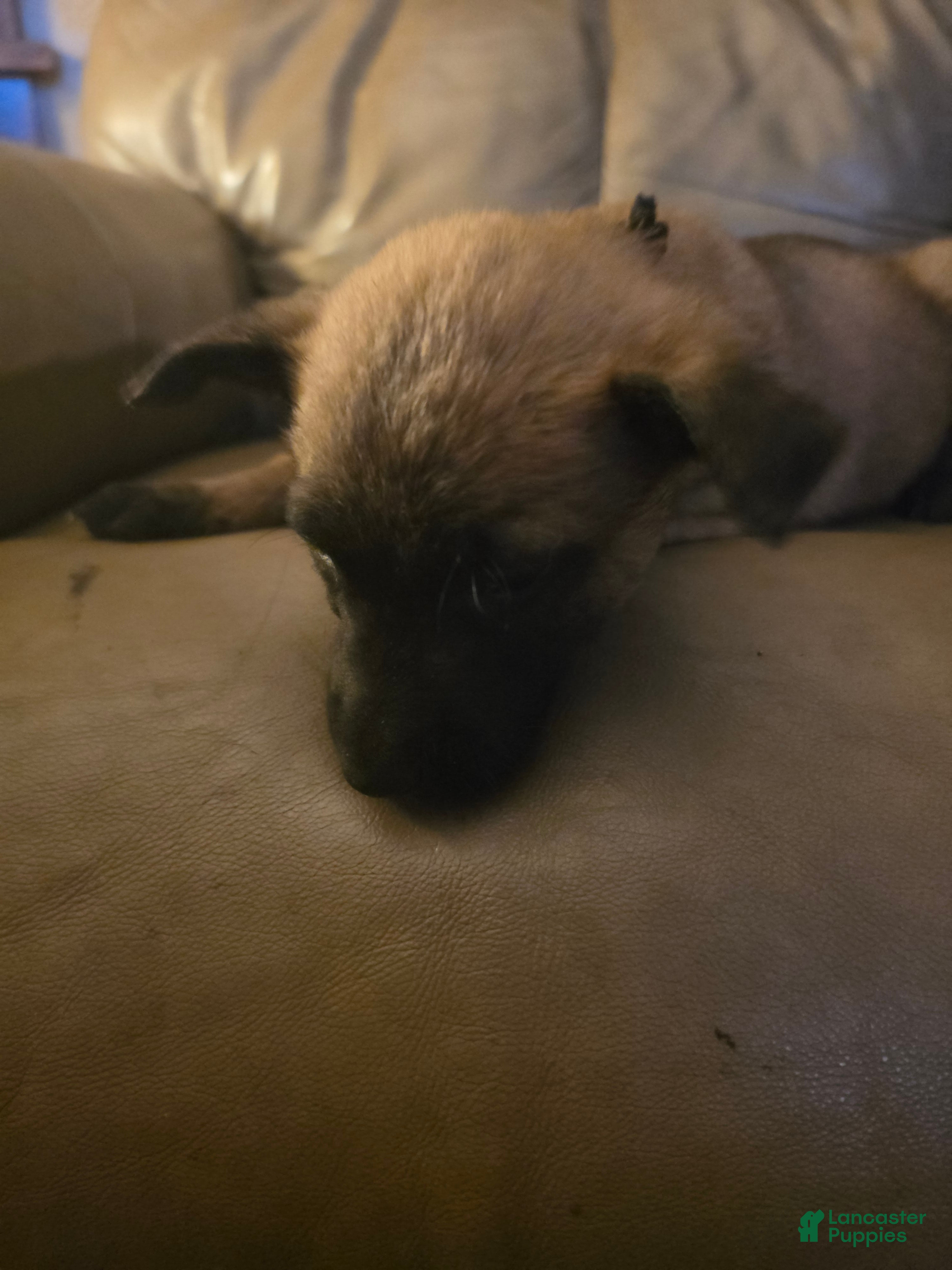 Belgian Malinois dogs Belgian Malinois 6 (black) - Ad 37