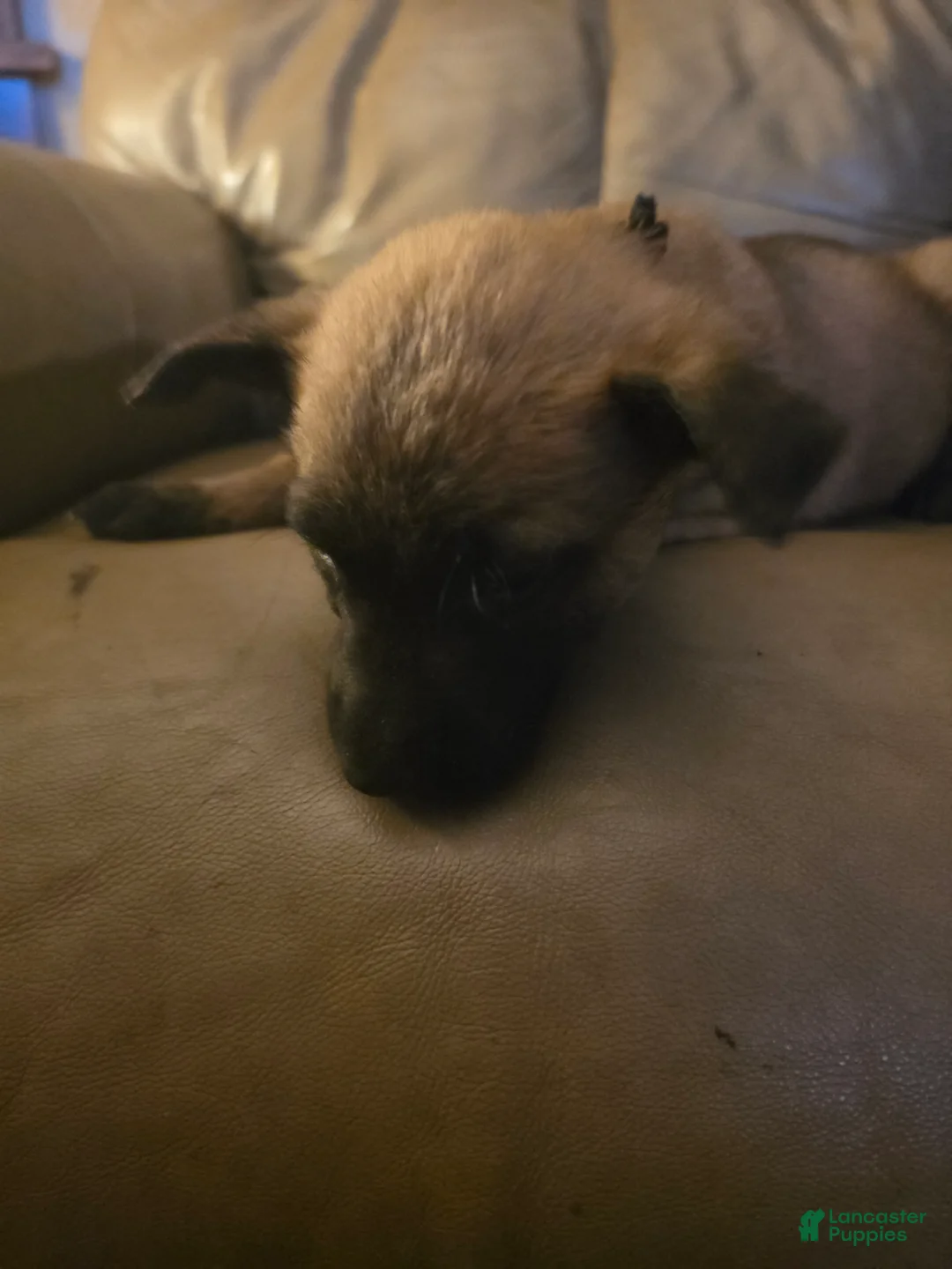 Belgian Malinois dogs for sale: Belgian Malinois 6 (black) - Ad 1