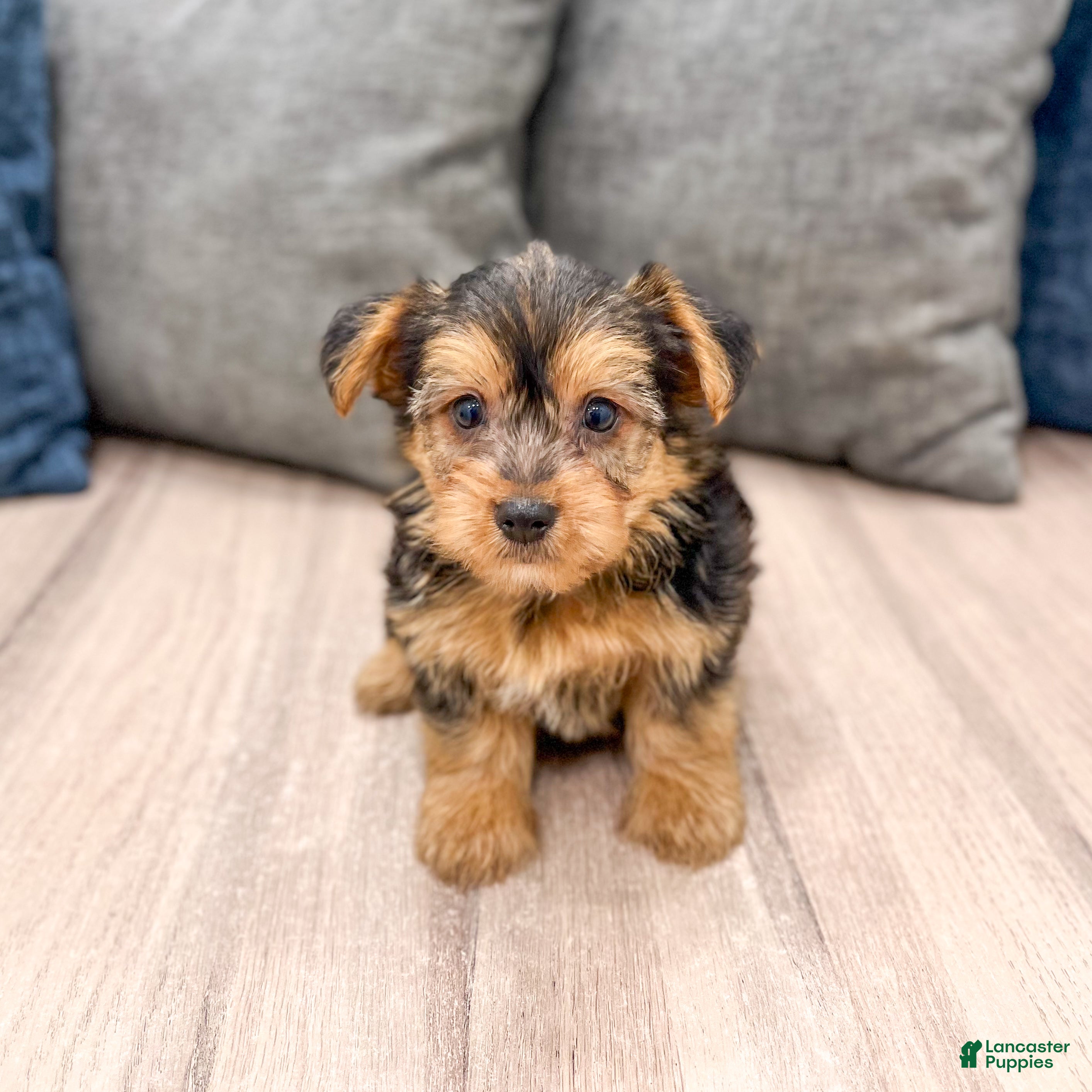 Yorkshire Terrier dogs Mickey - Ad 1