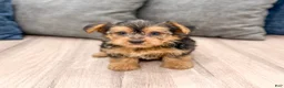 Yorkshire Terrier dogs for sale: Mickey - Ad 1