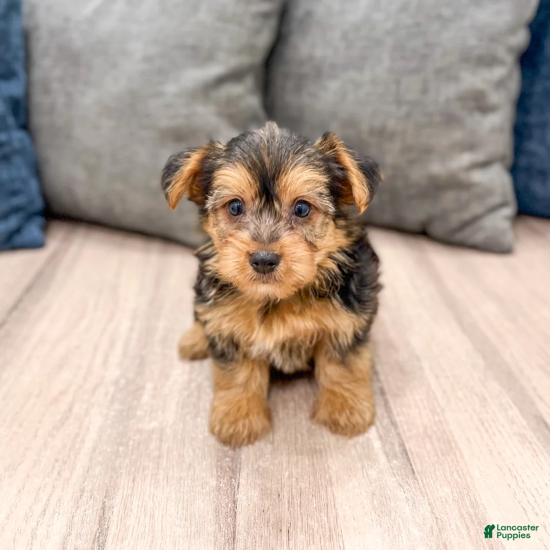 Yorkshire Terrier dogs for sale: Mickey - Ad 1